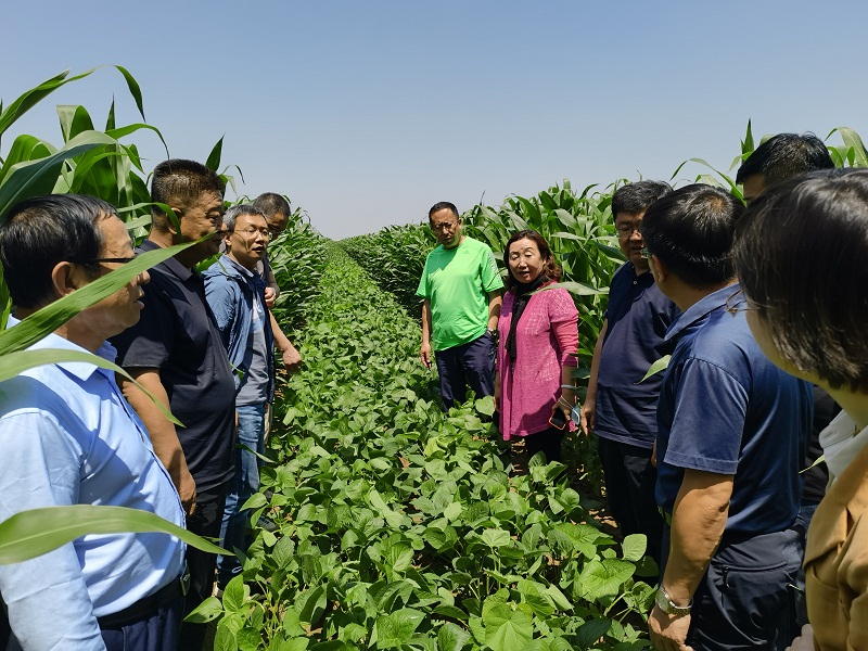 国家大豆玉米带状复合种植交叉调研和巡回指导组莅临我市调研指导